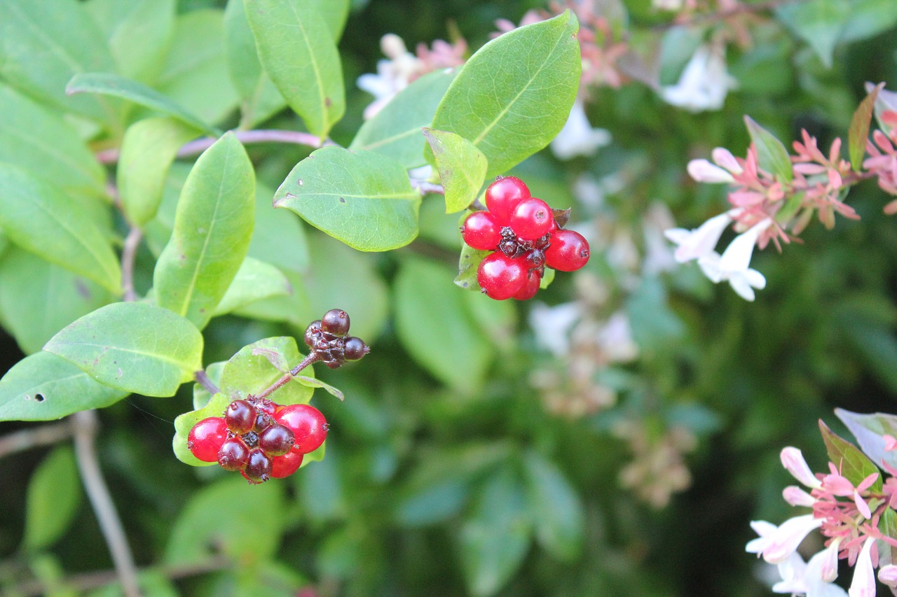 nature  leaf  flora free photo