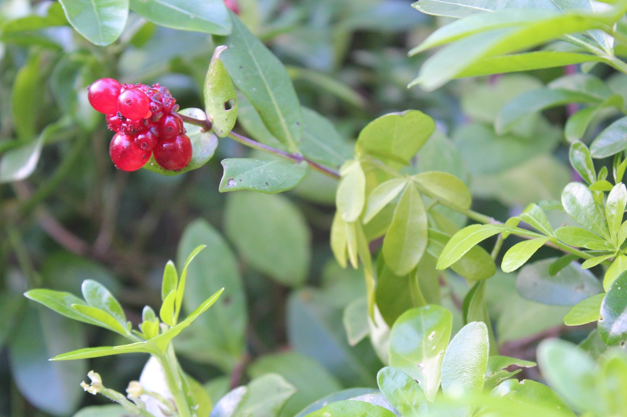 nature  leaf  berries free photo