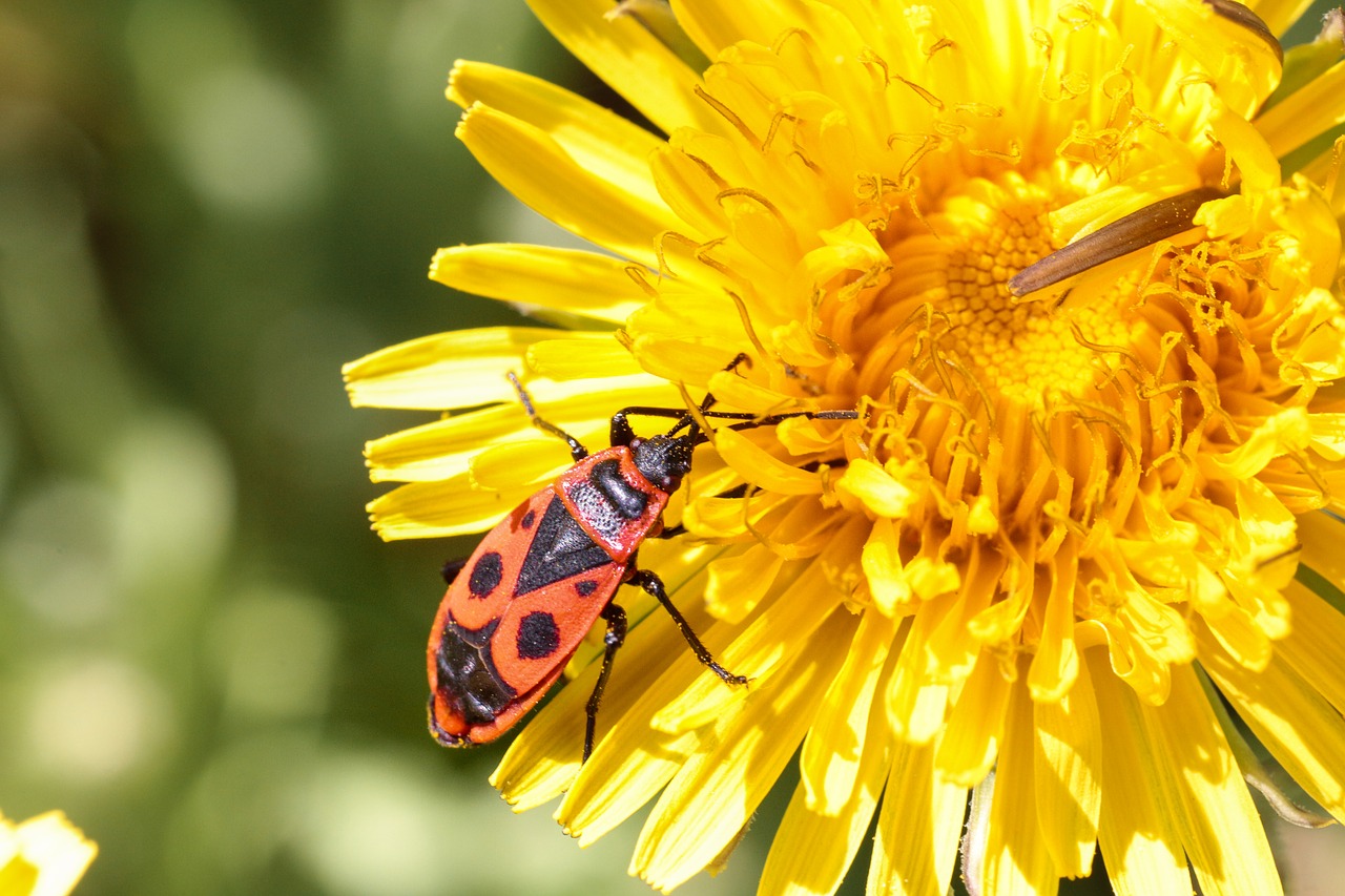 nature  insect  summer free photo