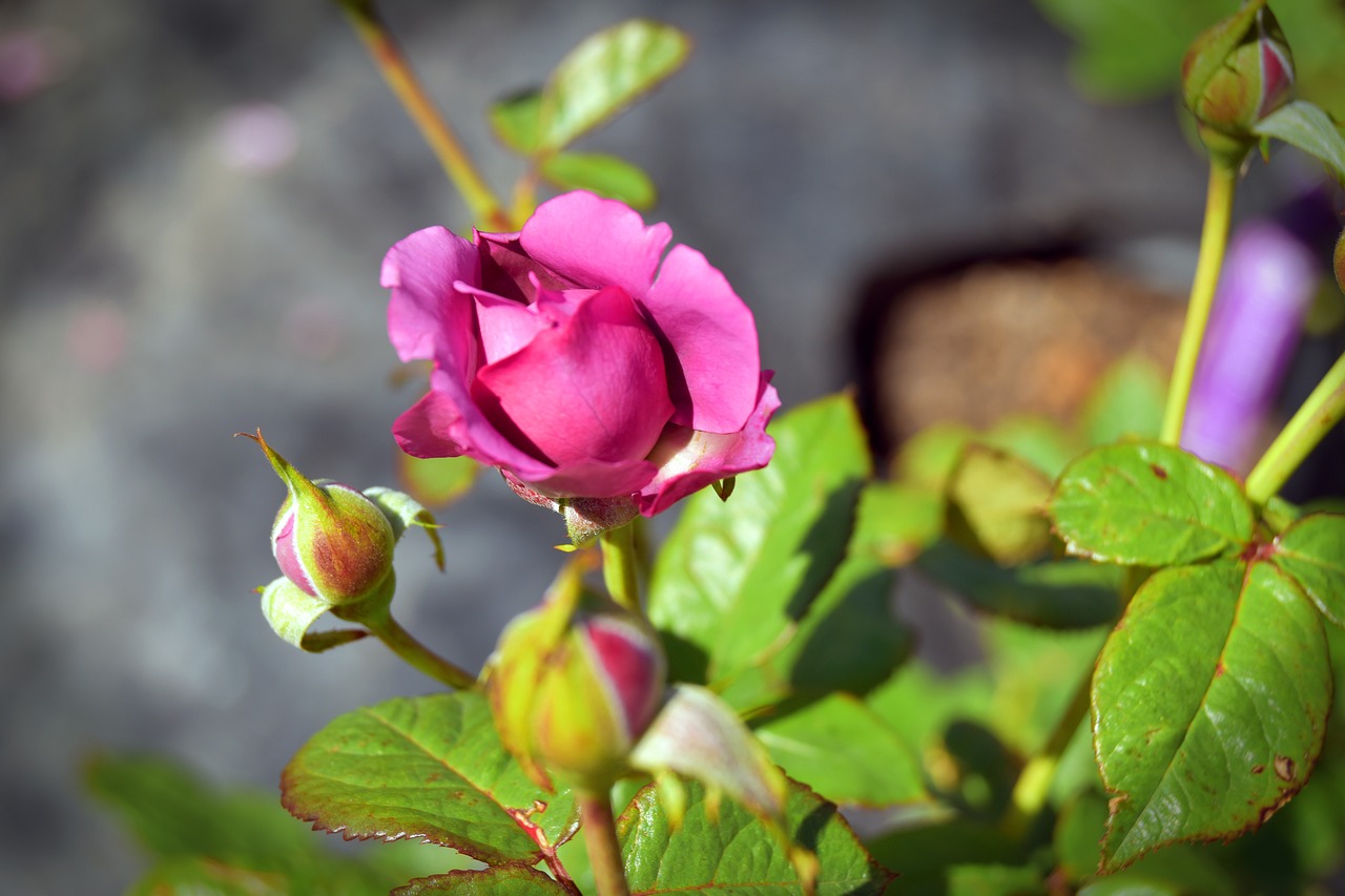 nature  leaf  flower free photo