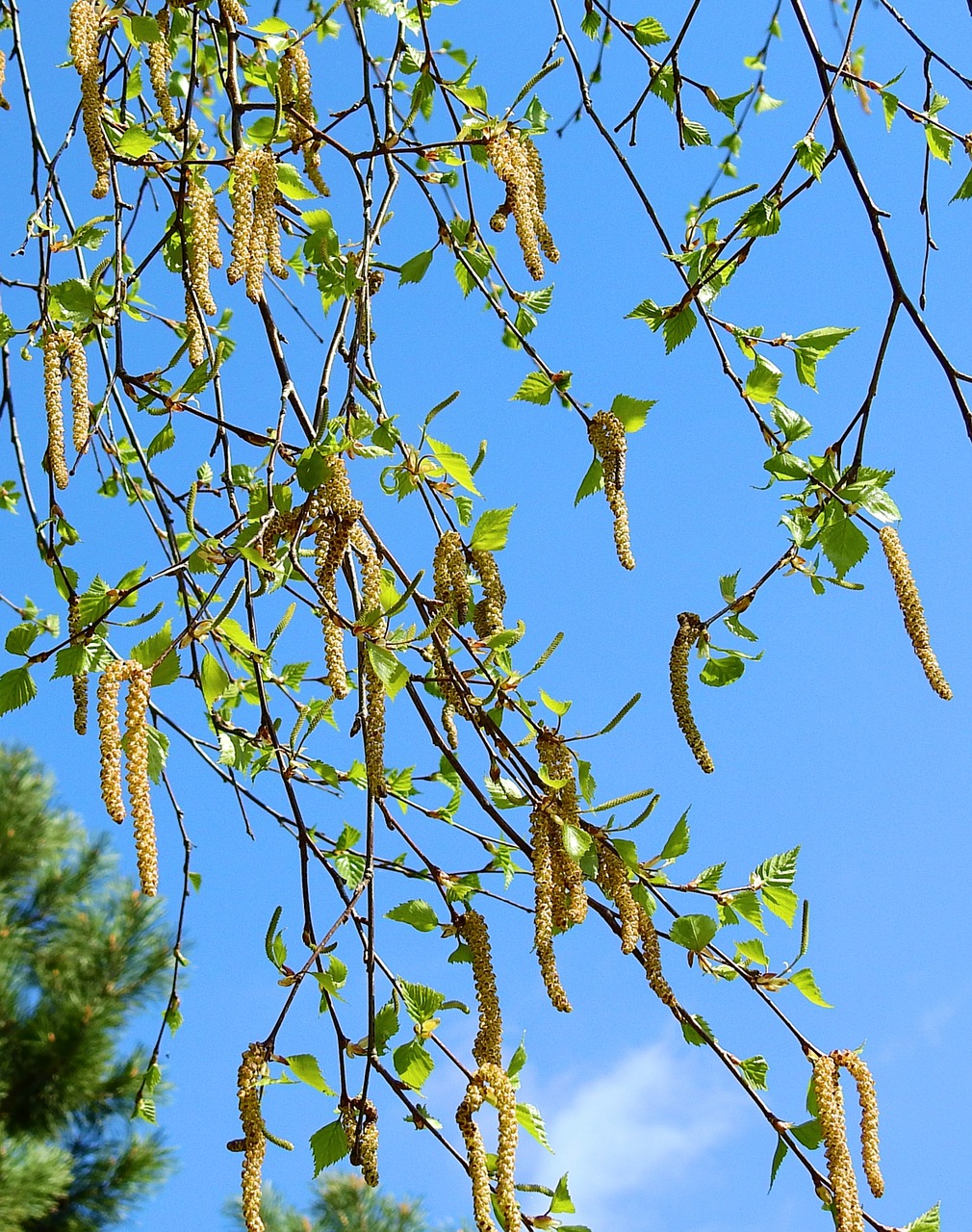 nature  plant  birch buds free photo