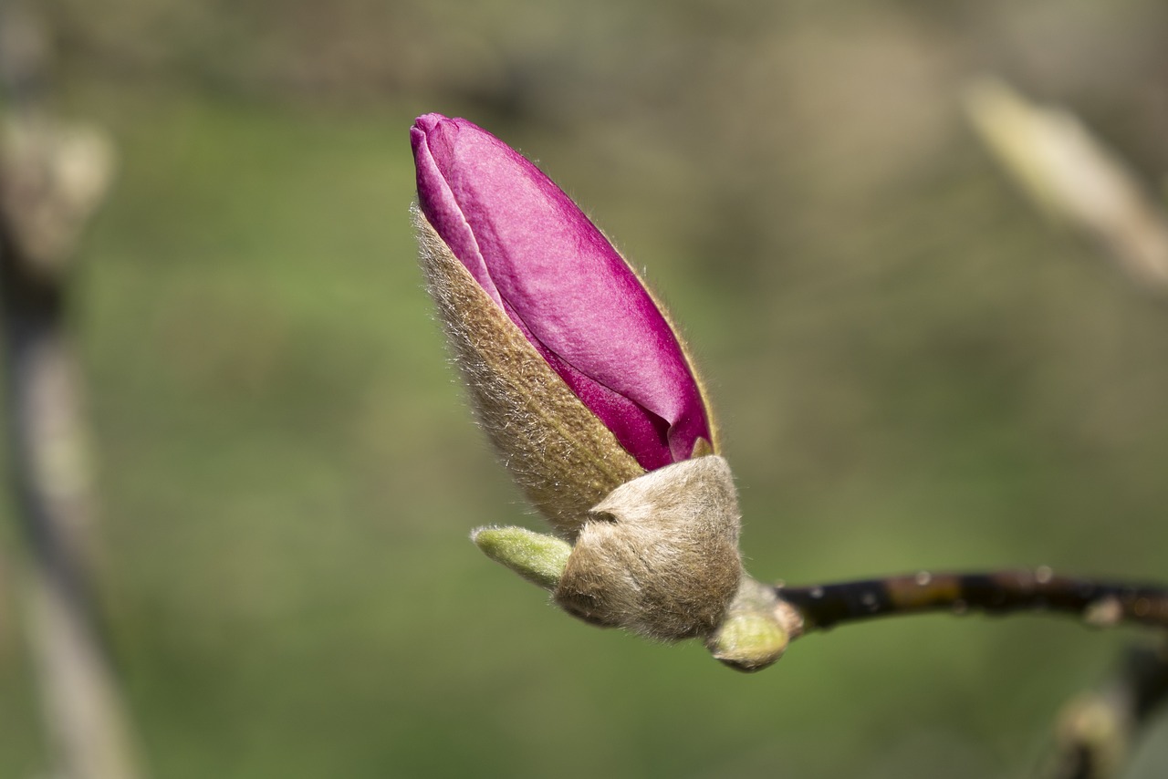 nature  plant  flower free photo