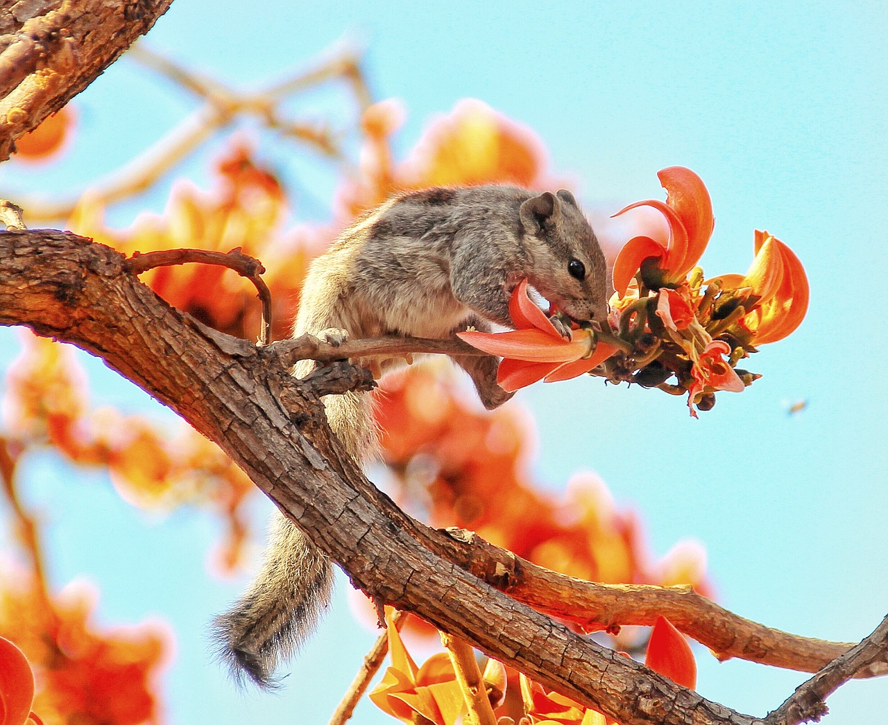 nature  tree  animal free photo