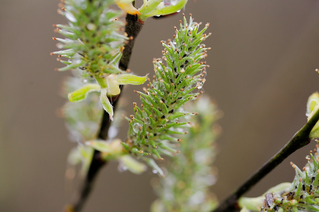 nature  flower  plant free photo