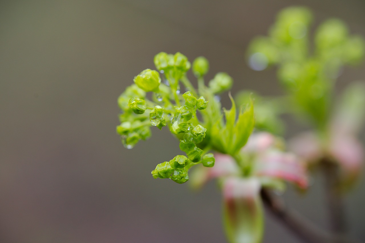 nature  plant  leaf free photo