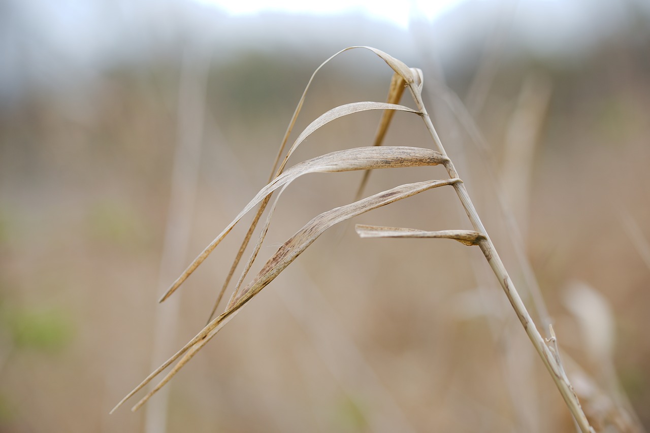 nature  grass  growth free photo