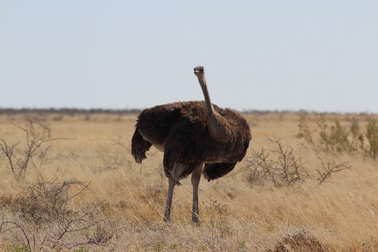 nature  ostrich czerwonoskóry  animals free photo