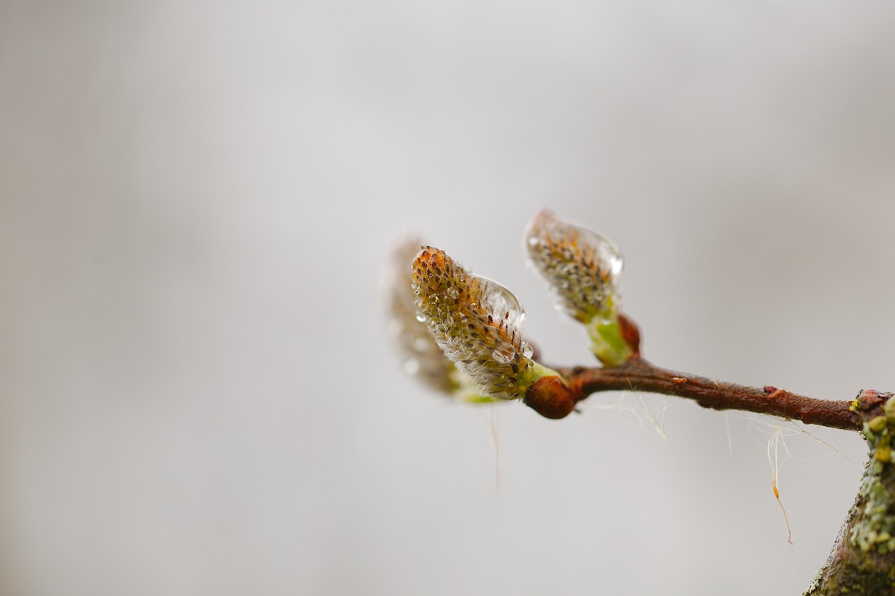 nature  leaf  growth free photo