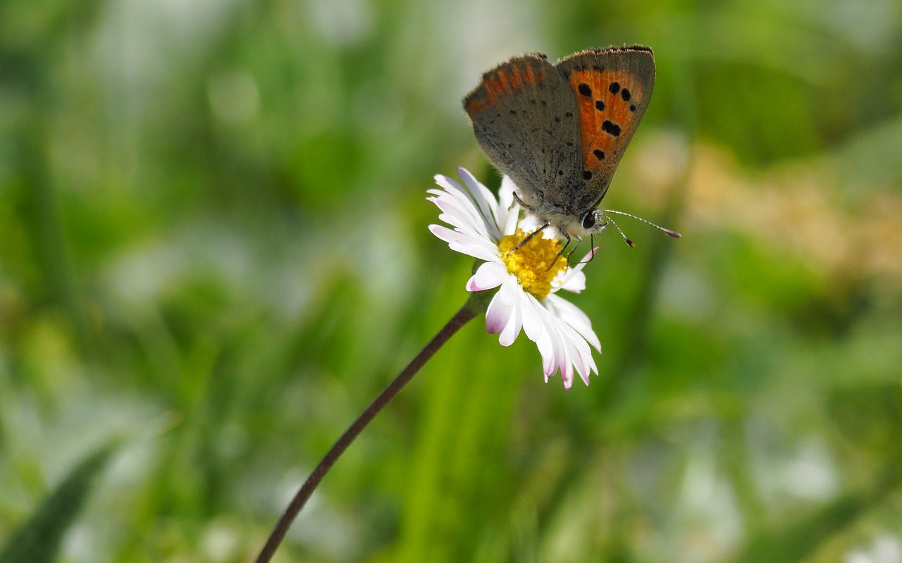 nature  insects  butterfly free photo