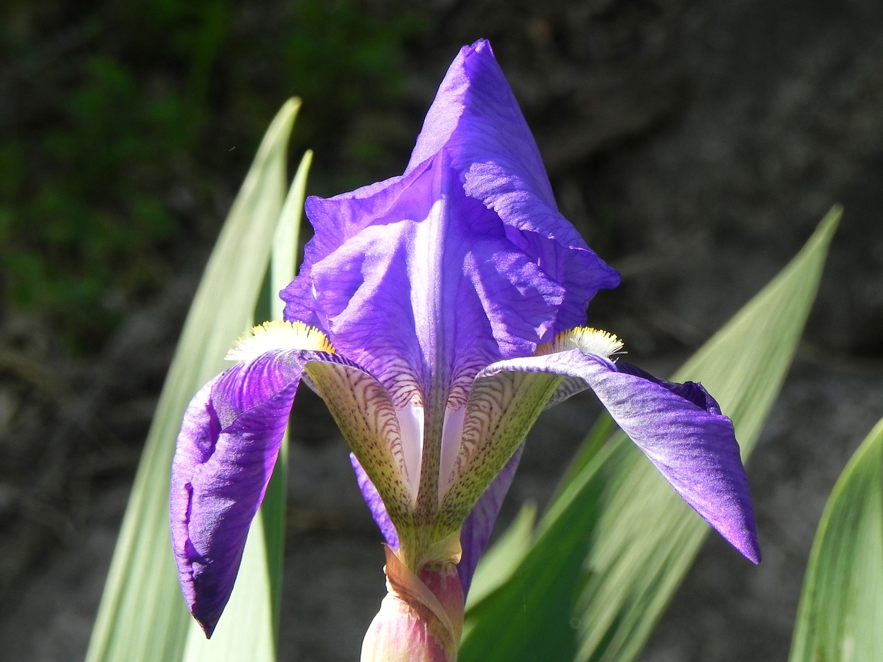 nature  flower  plant free photo