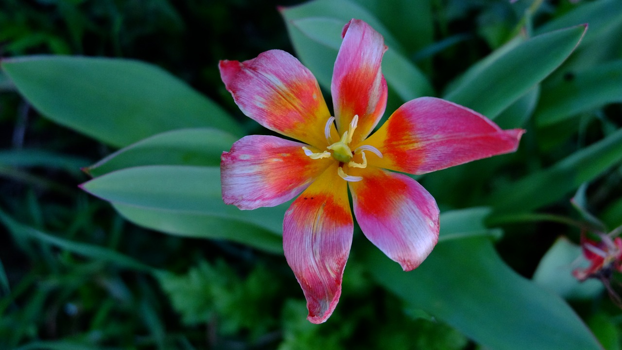 nature  flower  garden free photo