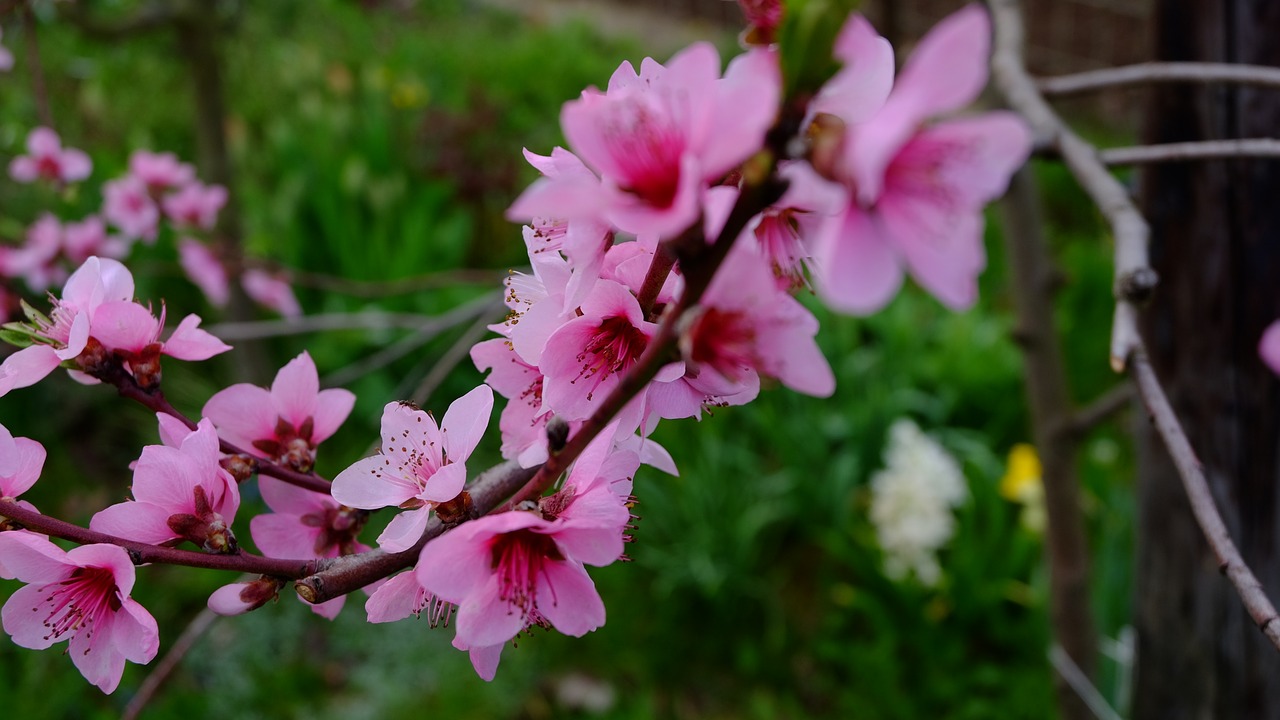 nature  tree blossoms free pictures free photo