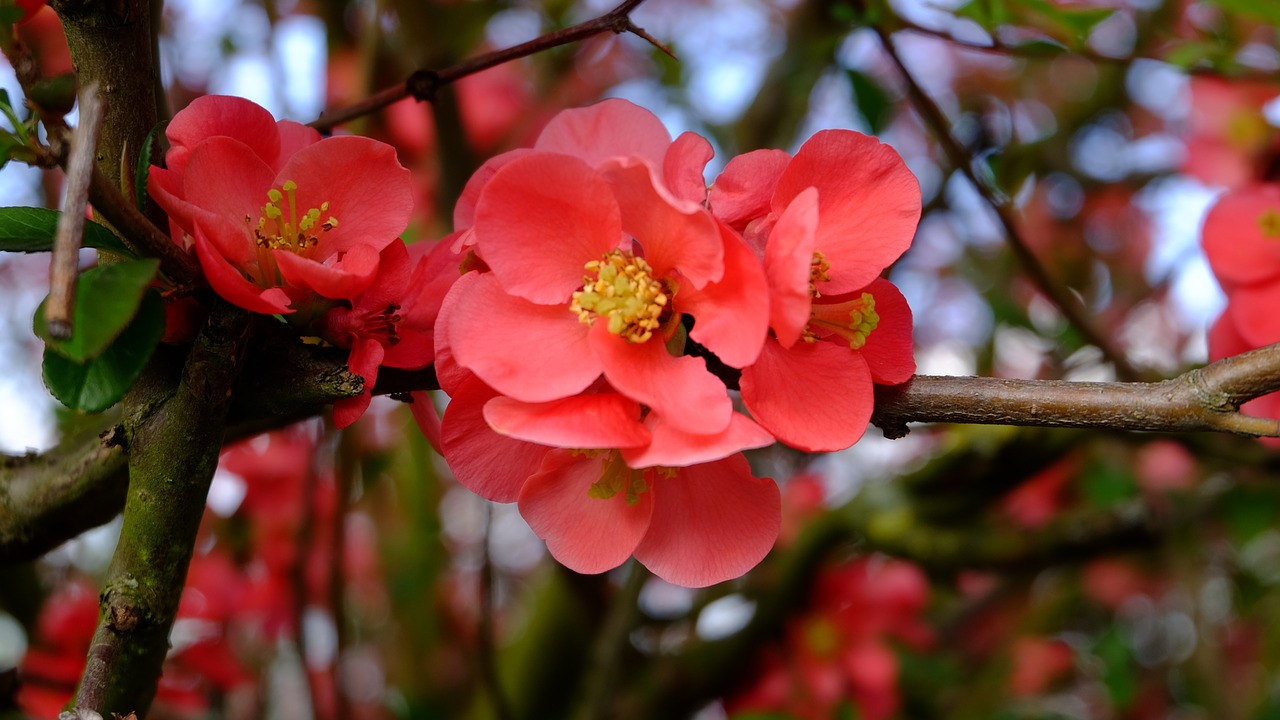 nature  tree blossoms free pictures free photo