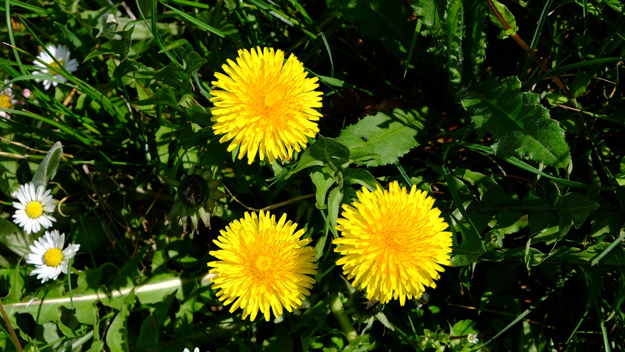 nature  flower  garden free photo