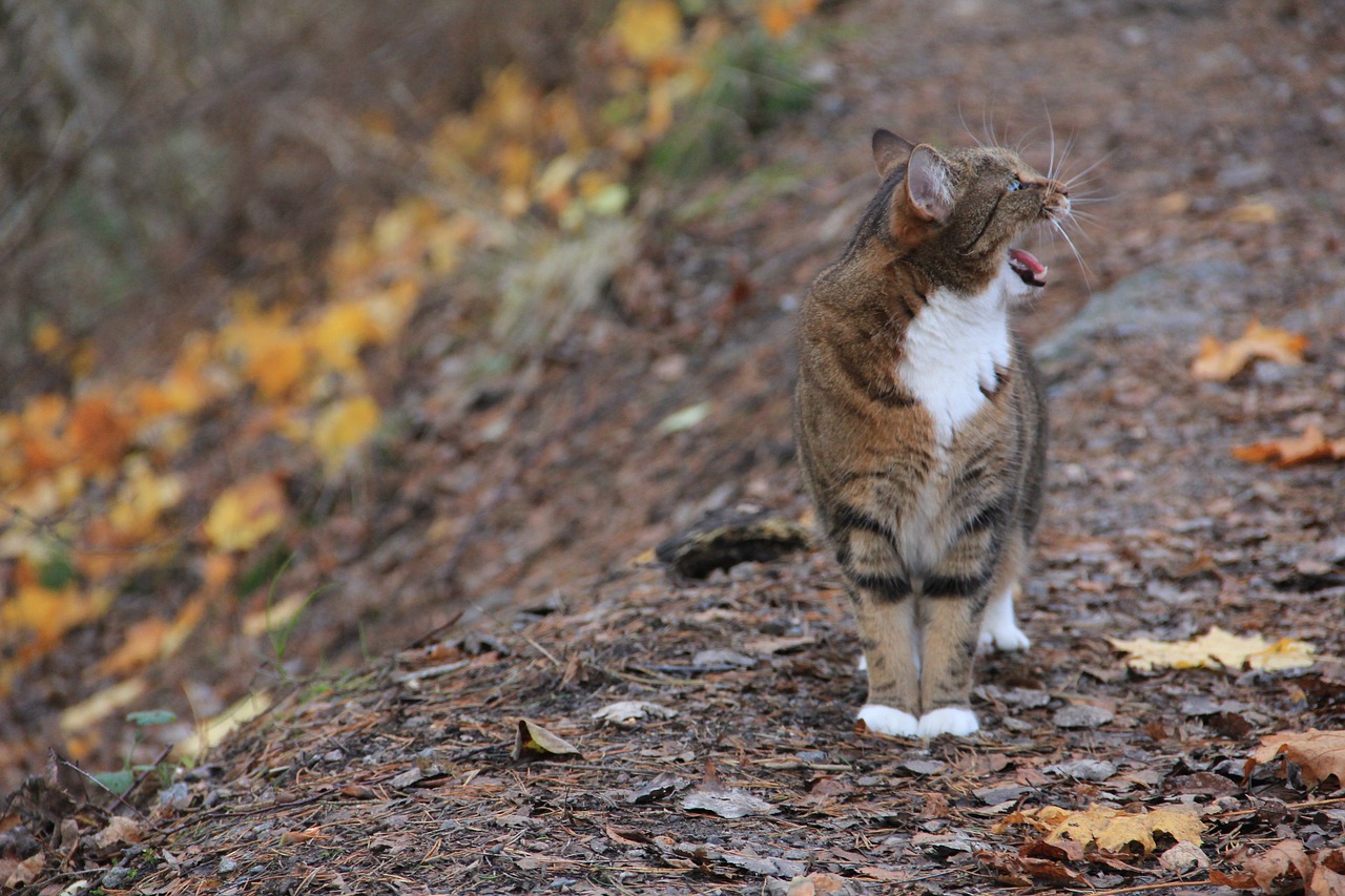 nature  animals  outdoor free photo