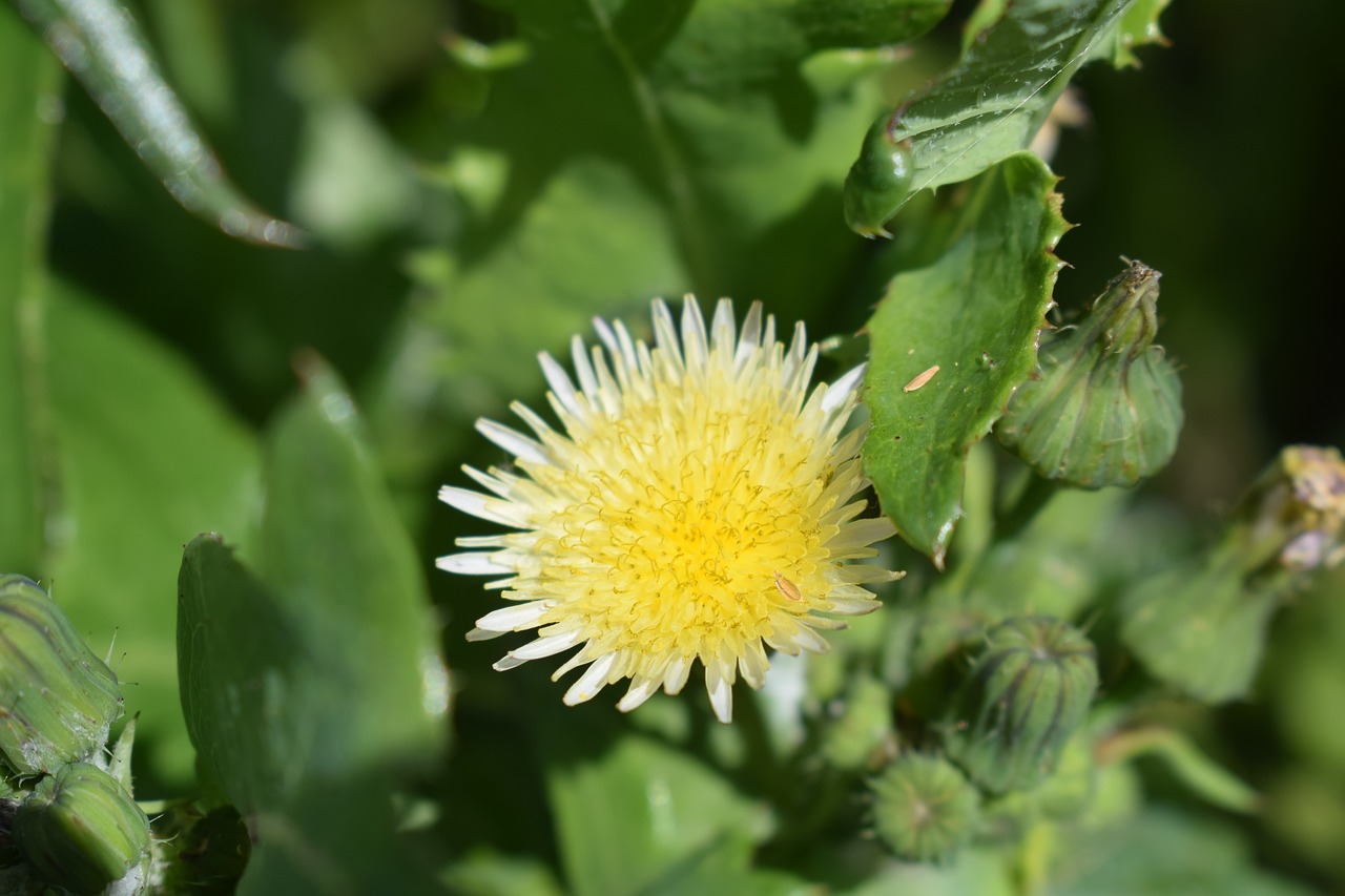 nature  plant  leaf free photo