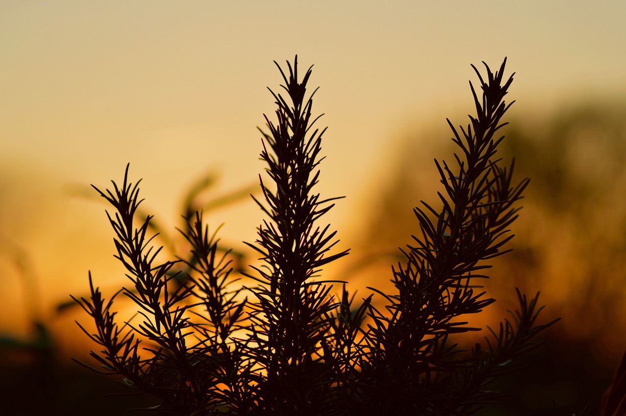 nature  tree  sunset free photo