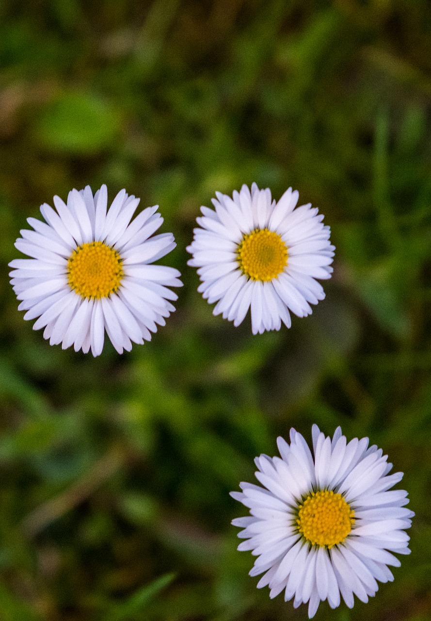 nature  plant  flower free photo