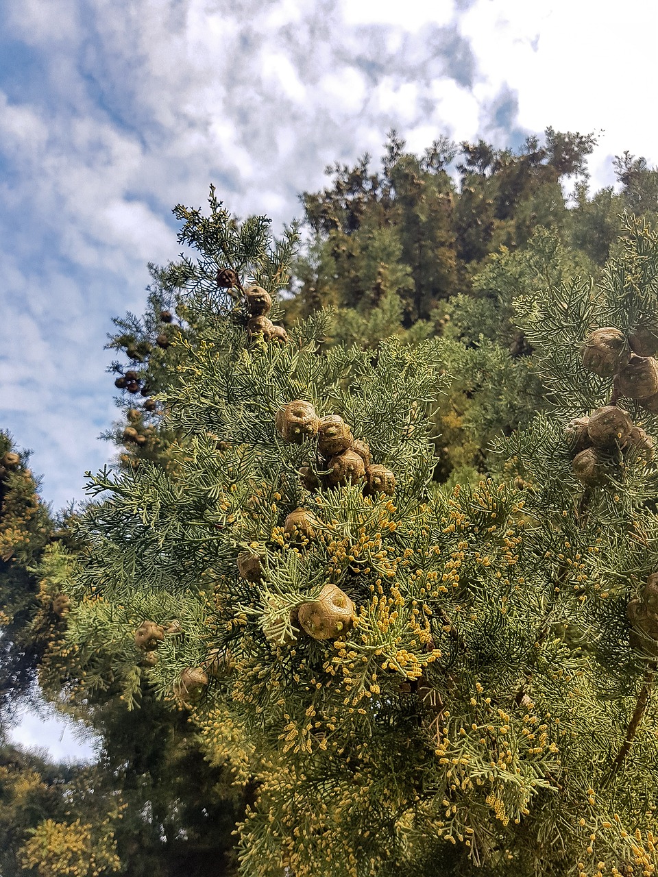 nature  tree  plant free photo