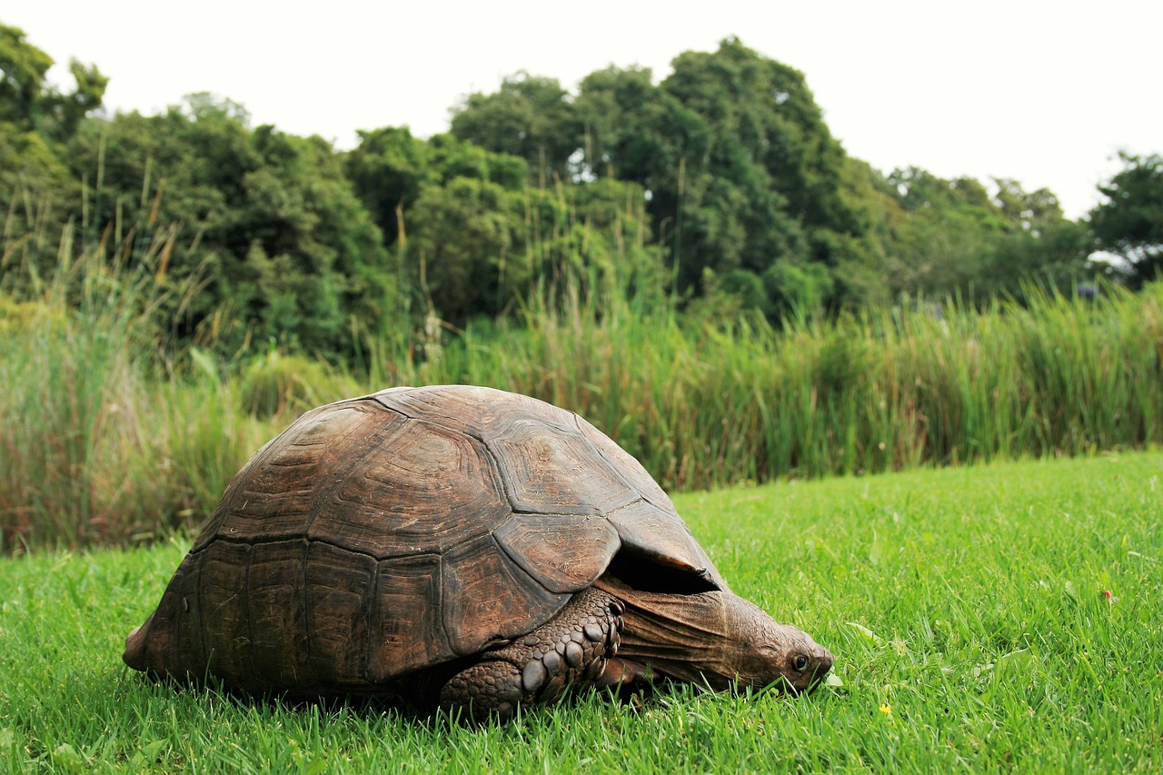 nature  grass  animal free photo