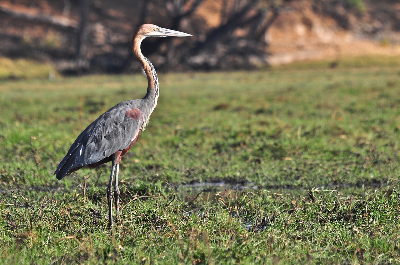 nature  bird  wildlife free photo