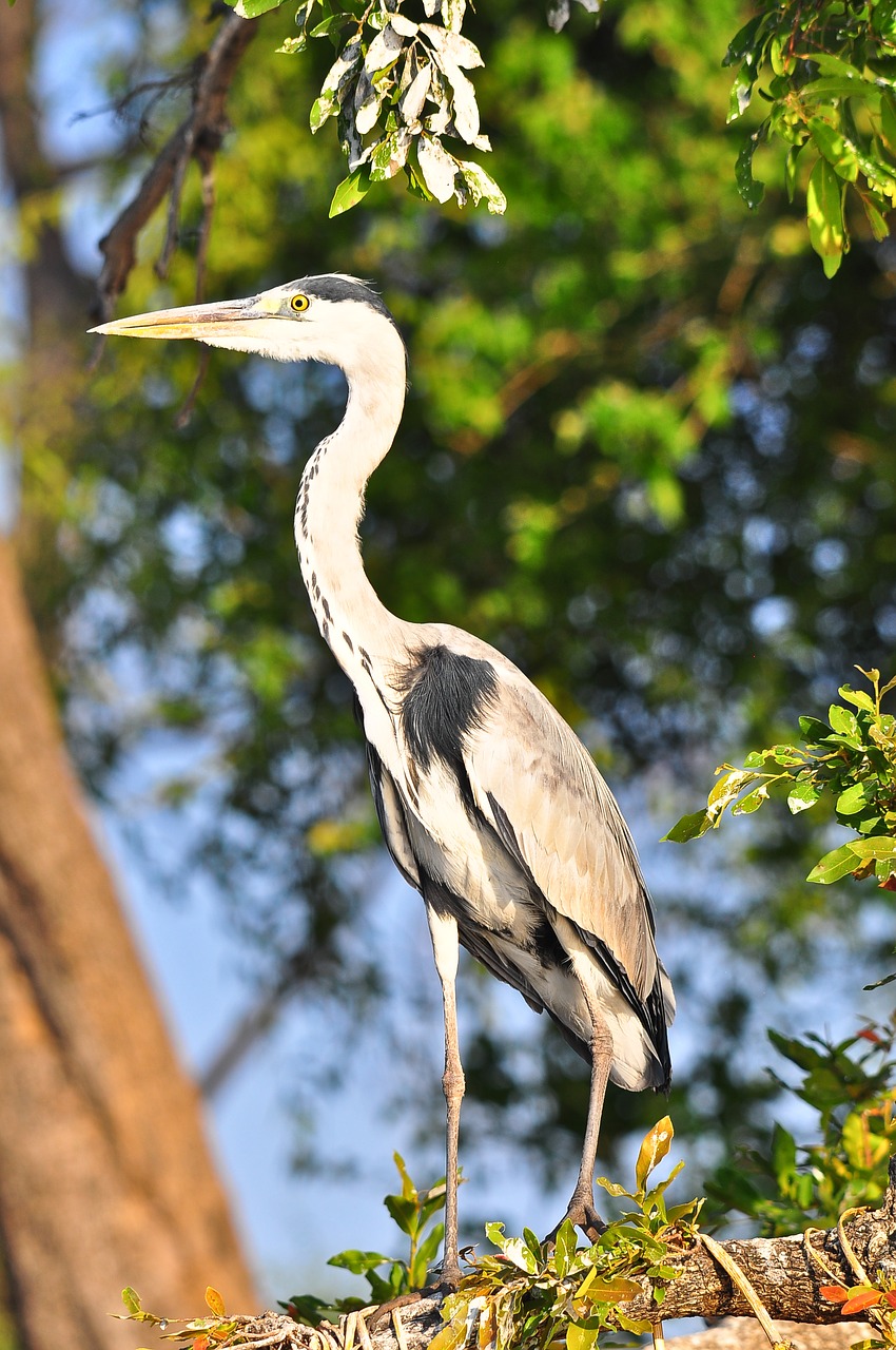 nature  bird  wildlife free photo