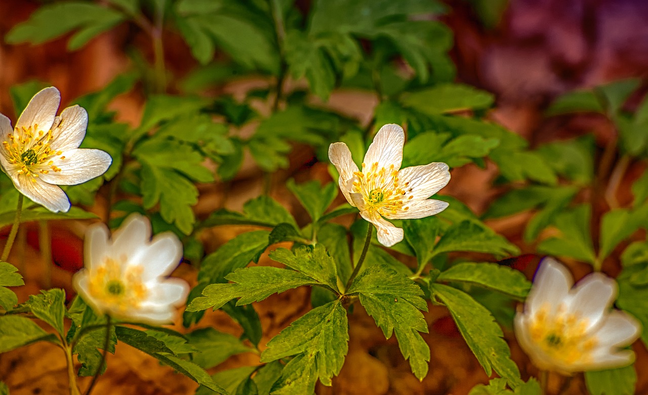 nature  leaf  plant free photo