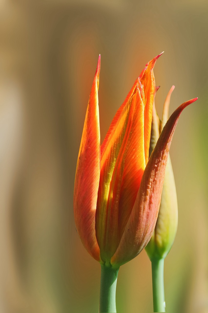 nature  flower  plant free photo