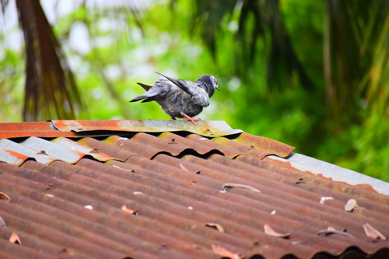 nature  bird  wood free photo