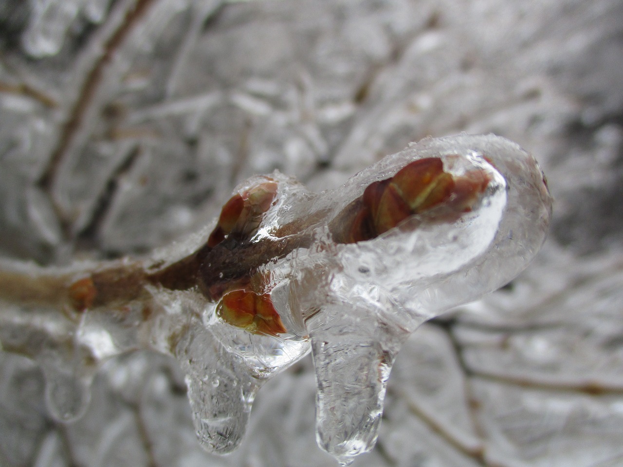 nature  closeup  ice free photo