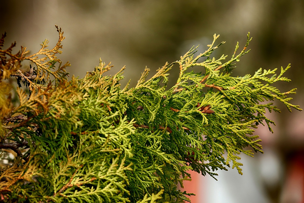 nature  flora  tree free photo