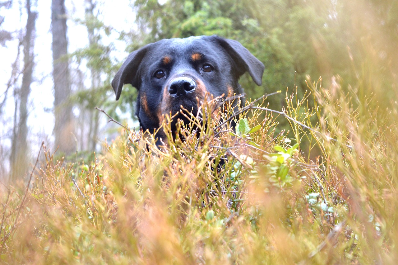 nature  grass  outdoors free photo