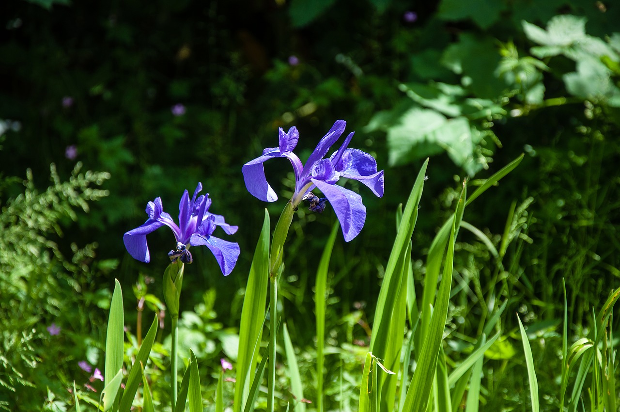 nature  flower  plant free photo