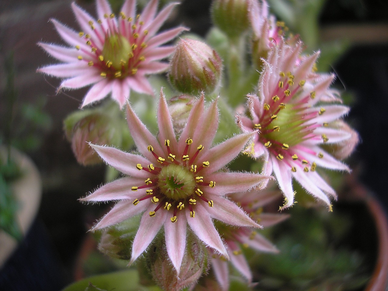 nature  plant  summer free photo