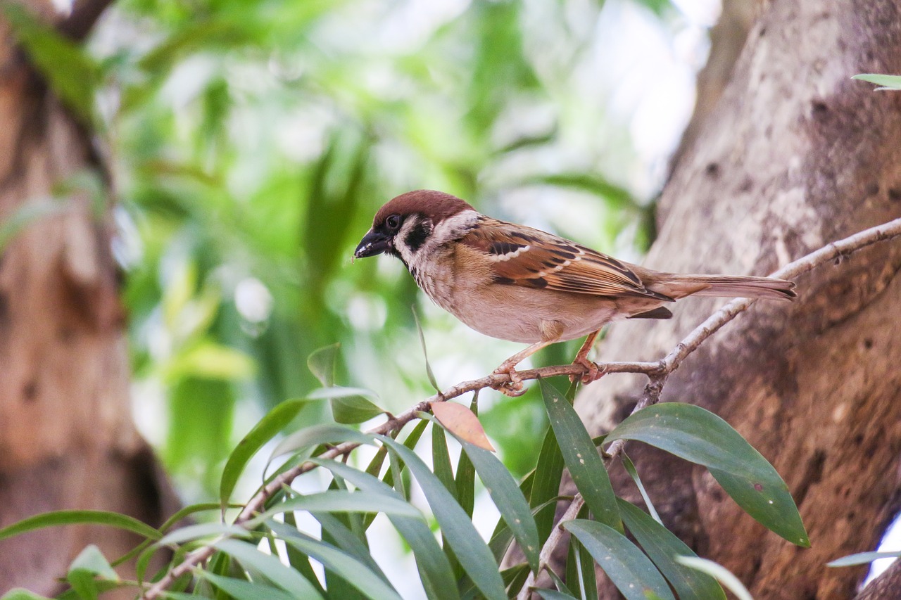 nature  bird  wildlife free photo