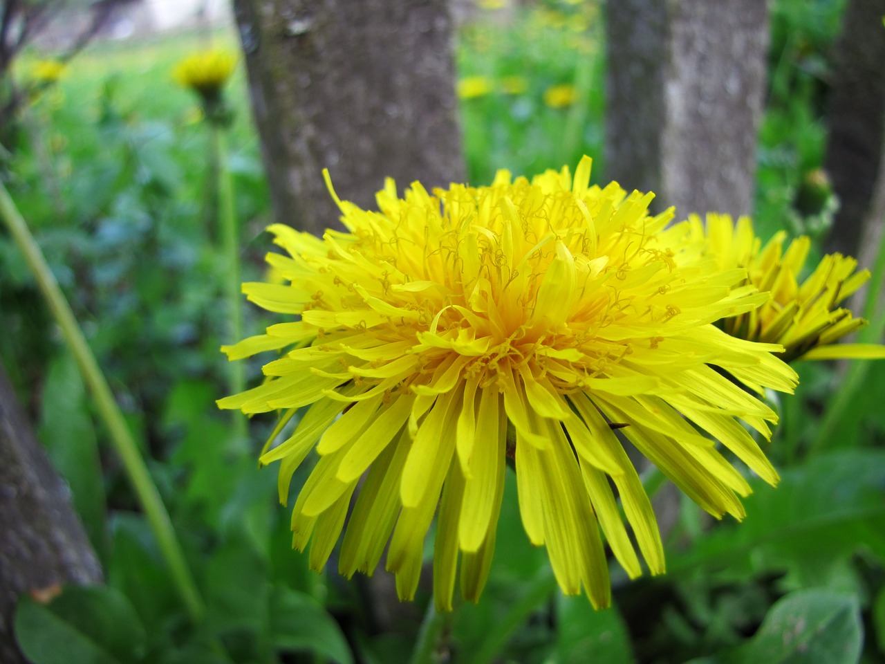 nature  flower  plant free photo