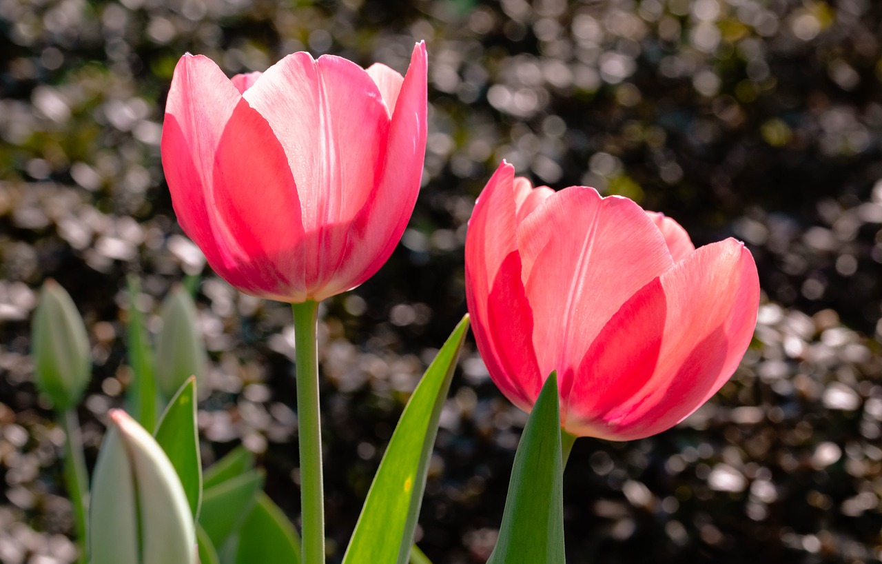 nature  flower  tulip free photo