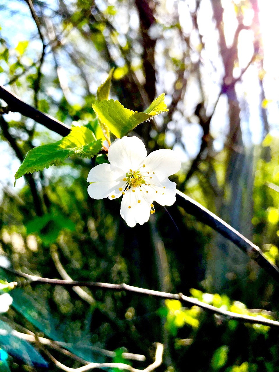 nature  flower  plant free photo