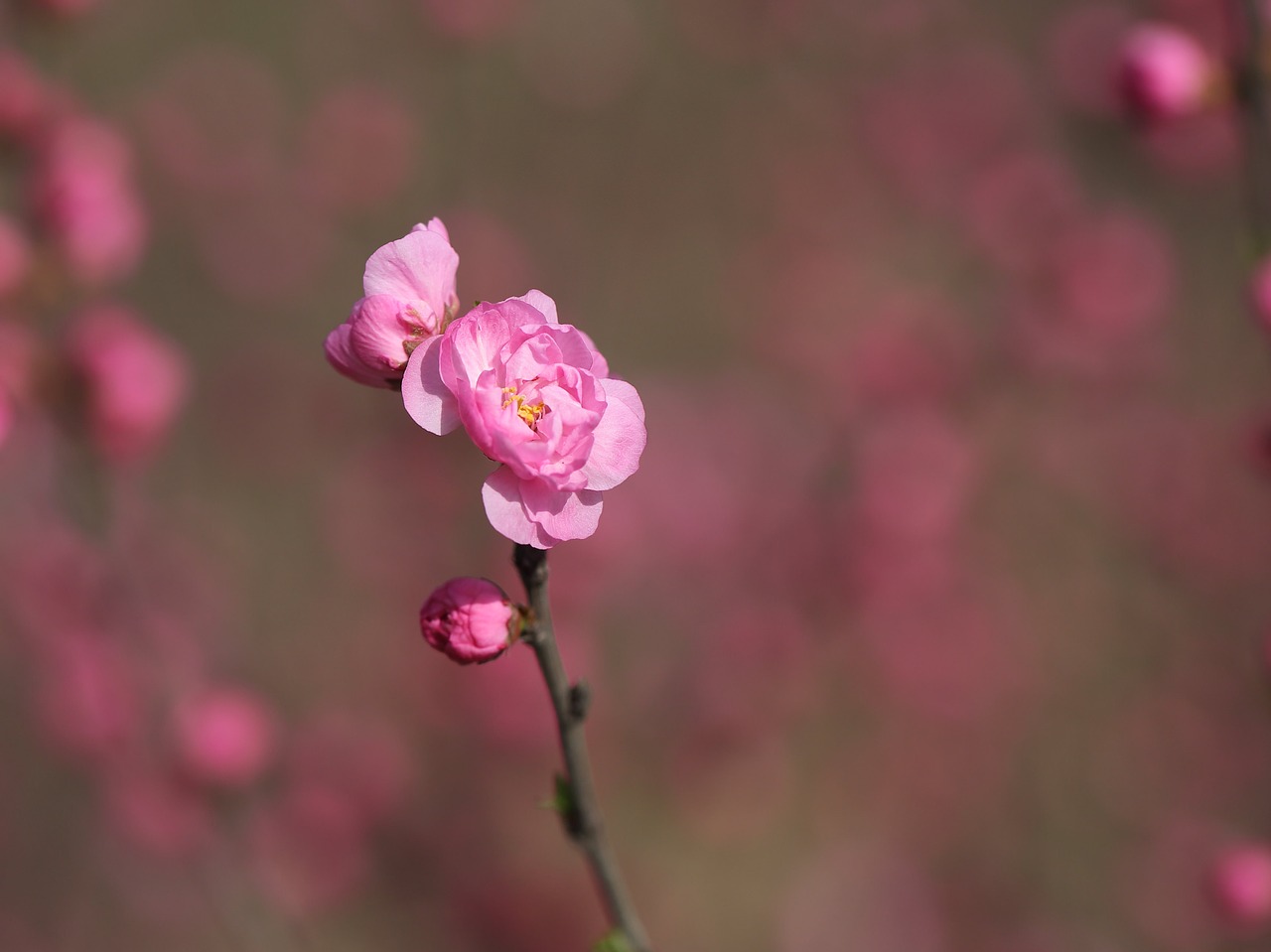 nature  flower  plant free photo