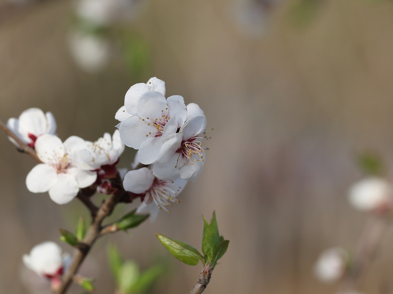 nature  flower  plant free photo