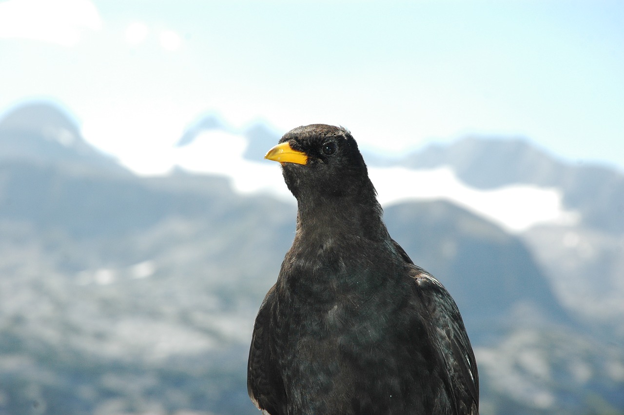 nature  snow  bird free photo