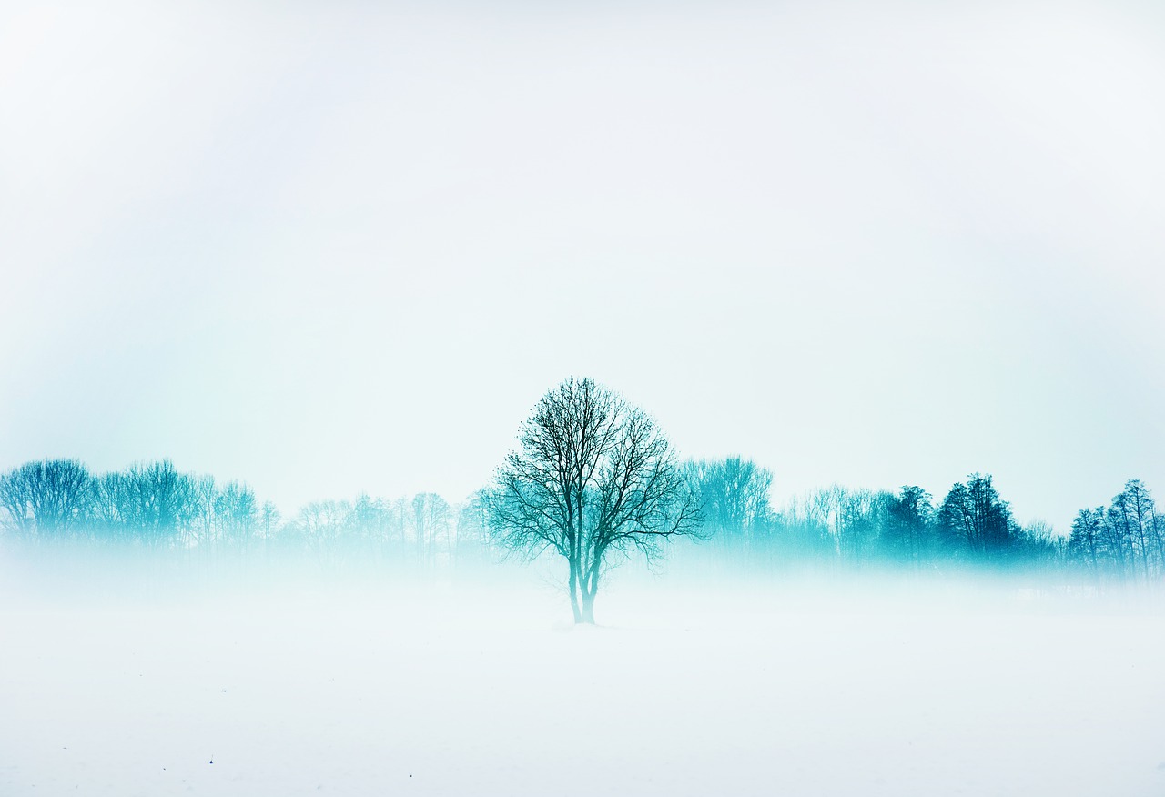 nature  winter  fog free photo