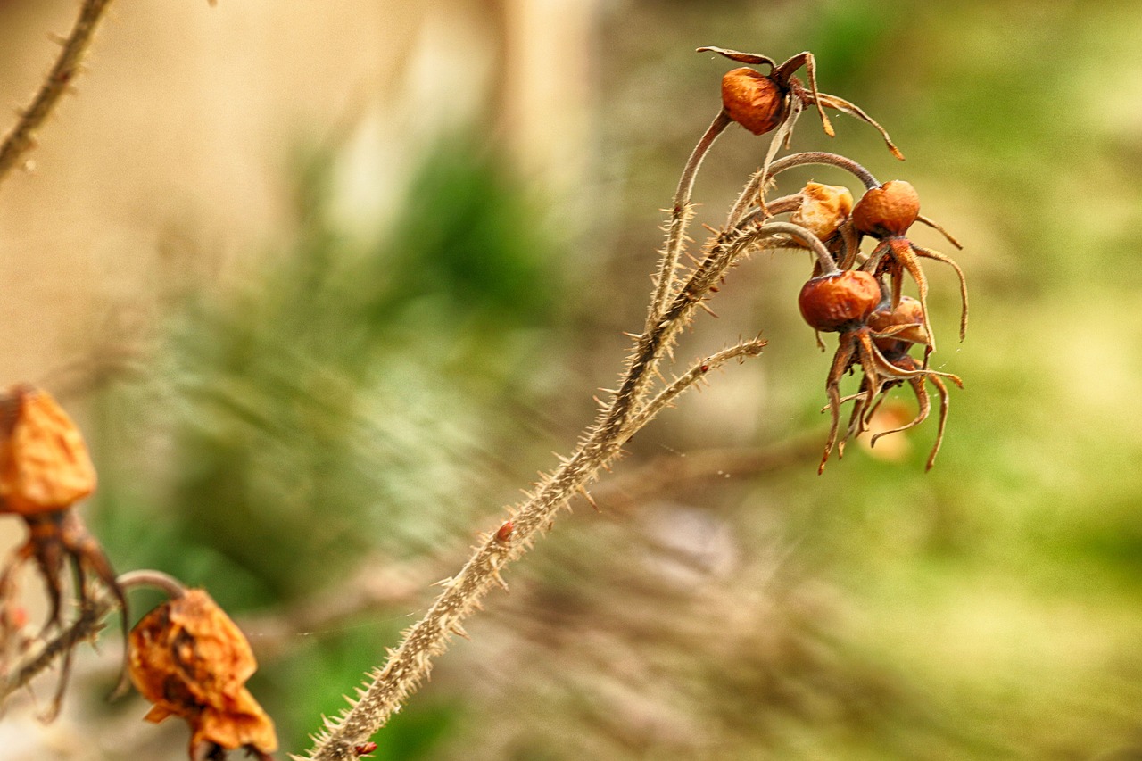 nature  outdoors  rose hip free photo