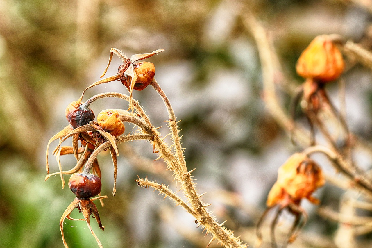 nature  outdoors  flora free photo