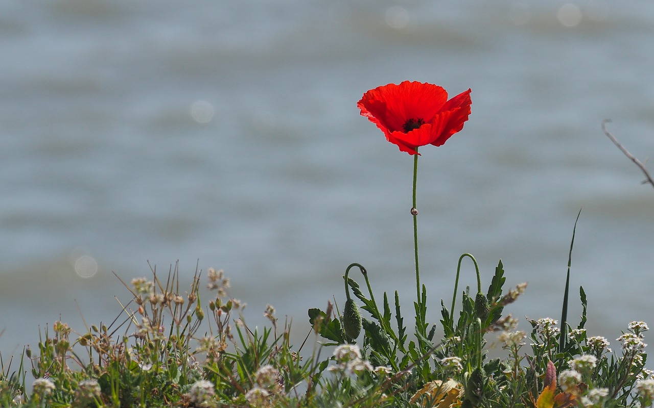 nature  flower  poppy free photo