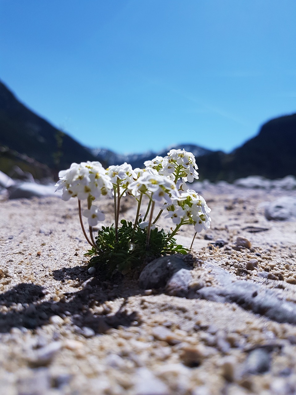 nature  rock  plant free photo