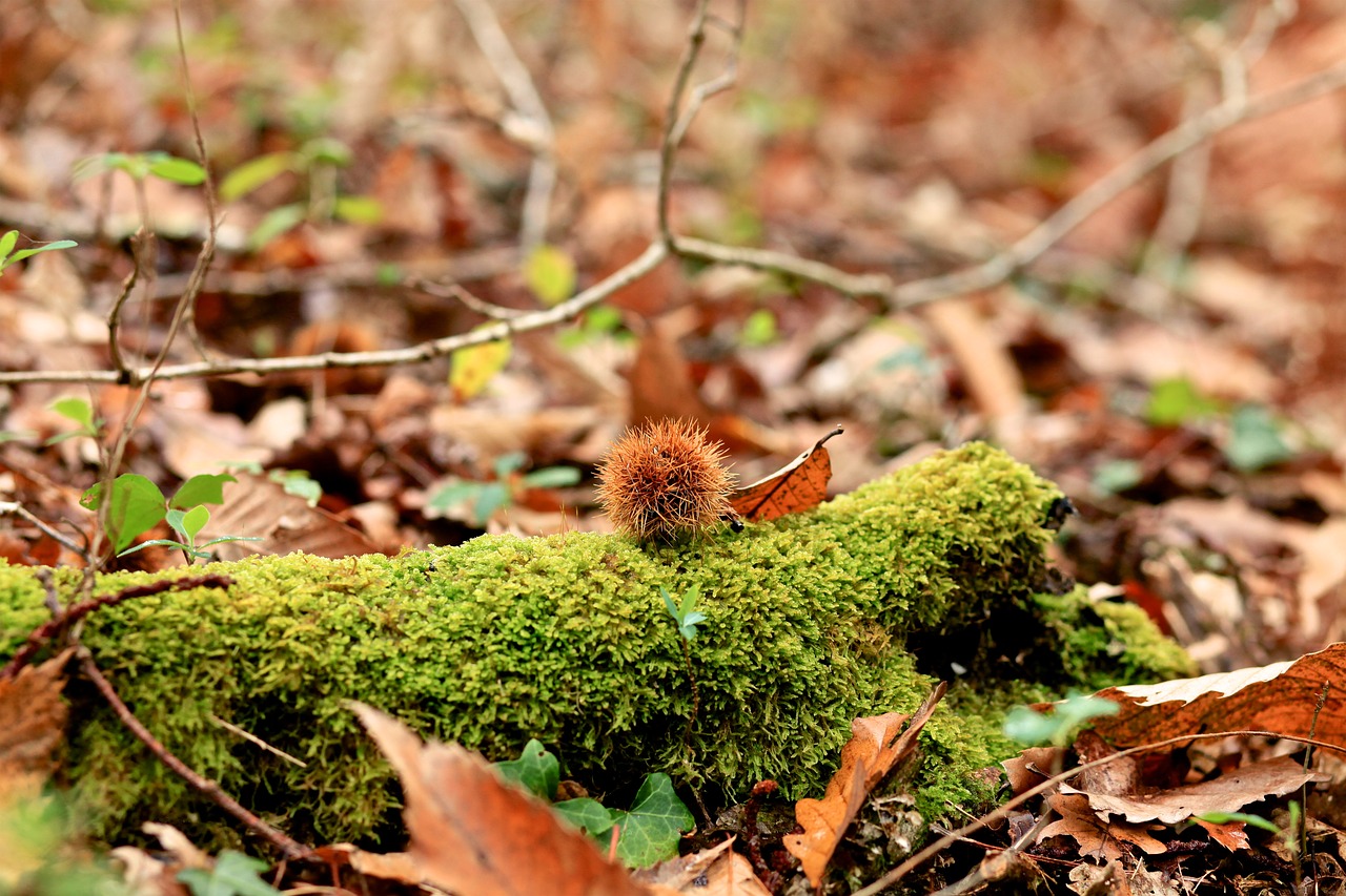 nature  leaf  fall free photo