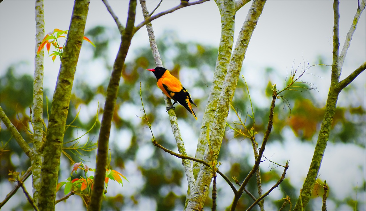 nature  bird  outdoors free photo