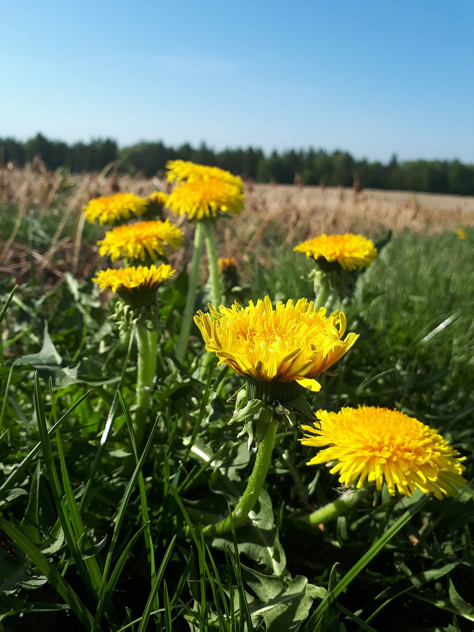 nature  flower  summer free photo