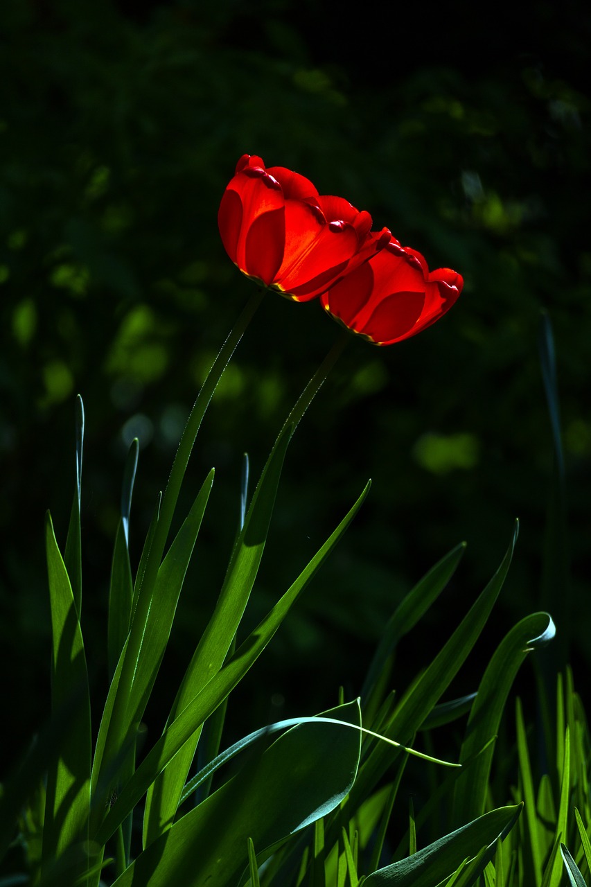 nature  flower  plant free photo